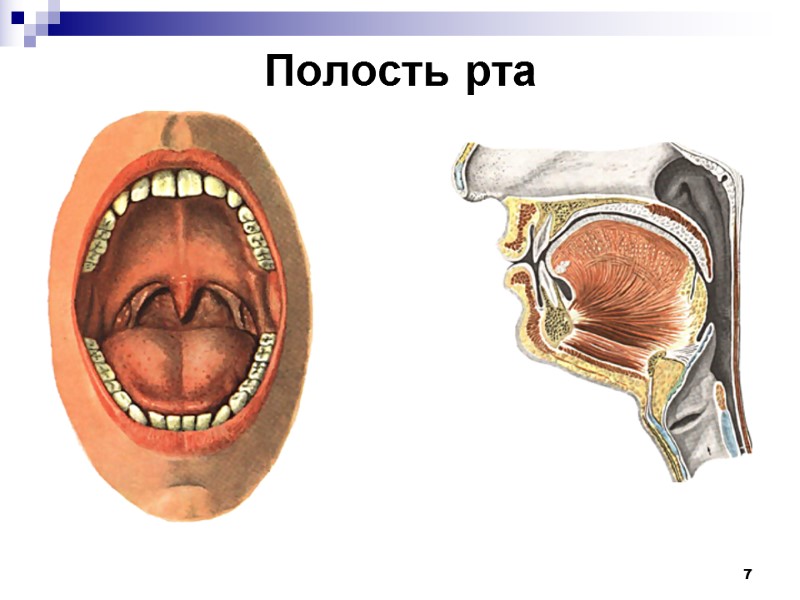 7 Полость рта